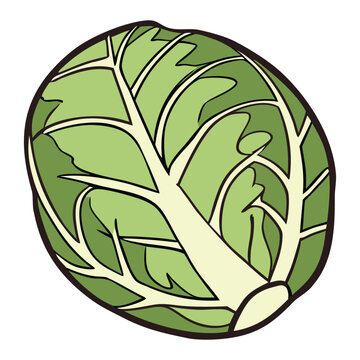 Organic farm fresh brussels sprouts vector illustration for healthy diet vegetarian cooking and agriculture concept design
