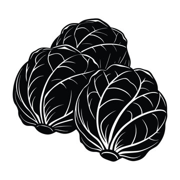 Farm harvested brussels sprouts vegetable silhouette isolated botanical food ingredient vector illustration set