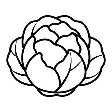 Fresh Brussels Sprouts Outline Sketch Detailed Vegetable Line Art for Organic Farm Food Vector Collection