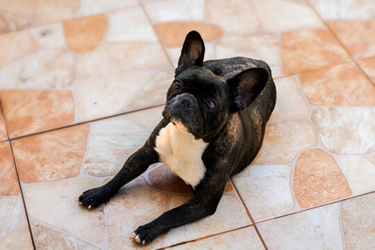 Bulldog franc&eacute;s barcino cachorro