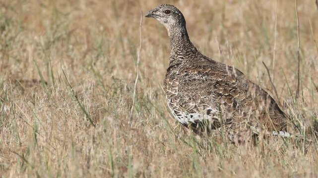 A female greater sage-grouse (Centrocercus urophasianus) walks through dry grass in the high desert of Lassen County, California.