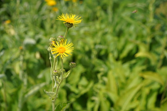 Gelbe Bl&uuml;ten vom Echten Alant (Inula helenium) mit einer fliegenden Biene im Hintergrund
