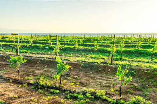 panoramic agricultural landscape with gerden rows of trees in italian fruit plantation in Sicily, Italy.  Rustic sunrise or sunset vire of gardening landscape.