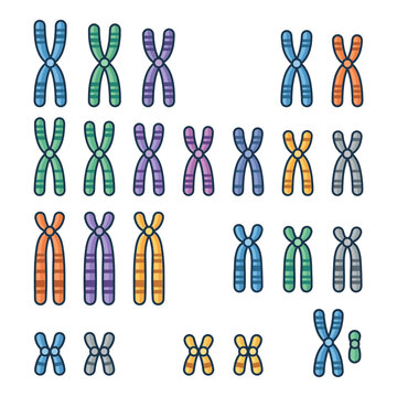 Colorful chromosomes organized in groups representing genetic material and inheritance