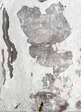 Water damaged concrete wall with peeling white paint and green mold growth
