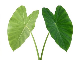 Two large heart shaped tropical elephant ear leaves with vibrant green and light green colors showing natural plant texture isolated on white background © Pure Pro Stock