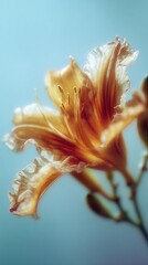 Fototapeta premium Elegant lily in soft focus