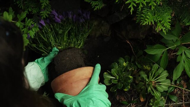 Gardening, spring summer season, plants care. Female hands planting purple bell flowers in garden. 