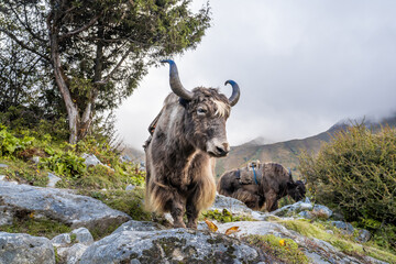 Yak, most common domestic animal in Himalaya, in the mountain forest. Everest base camp trek in Khumbu region, Nepal. © Anna