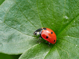 Fototapeta premium Seven-Spotted Ladybug (Coccinella septempunctata)