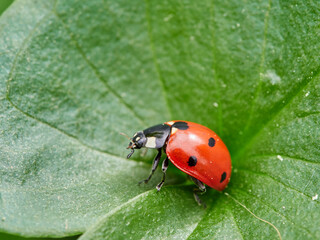 Fototapeta premium Seven-Spotted Ladybug (Coccinella septempunctata)