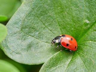 Fototapeta premium Seven-Spotted Ladybug (Coccinella septempunctata)