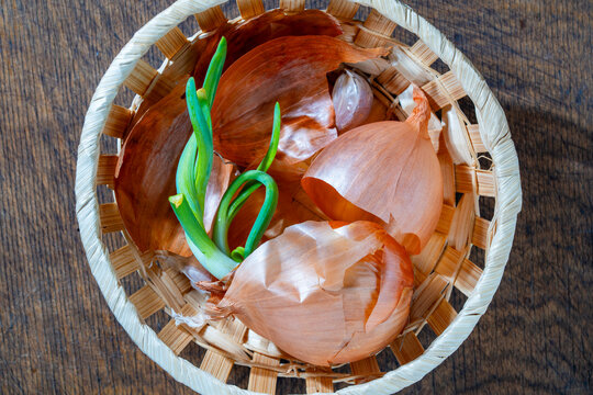 Top view of sprouting onion bulb with fresh green scallion leeks and dry golden skin textures in woven basket on wooden table, closeup. Conceptual image for farming growth or organic food cooking