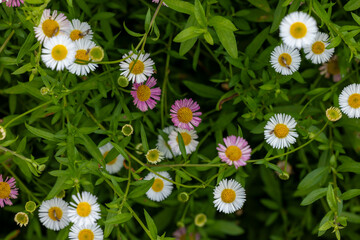 Obraz premium Macro view of bee sucking nectar, hardworking bee collecting pollen on blooming daisy, bee pollinating concept.