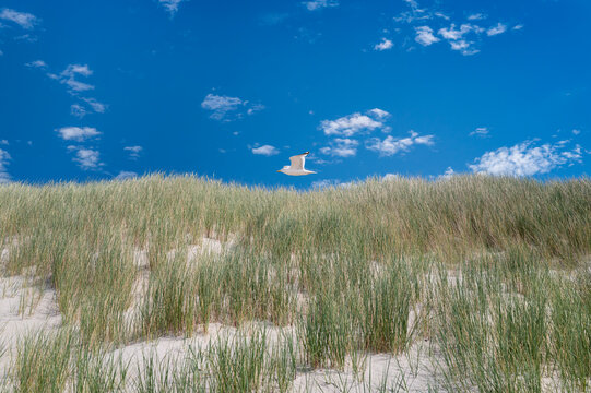 Sylt, Germany. Seagull over dunes with grass.