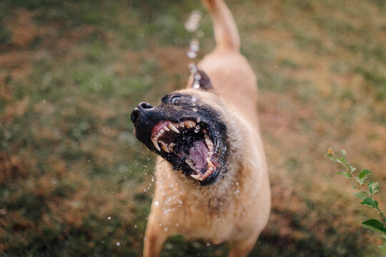 Dog barking and growling with water splashing