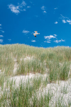 Sylt, Germany. Seagull over dunes with grass.