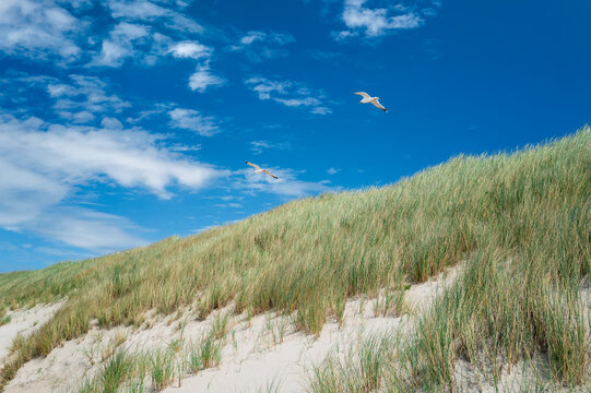 Sylt, Germany. Seagull over dunes with grass.