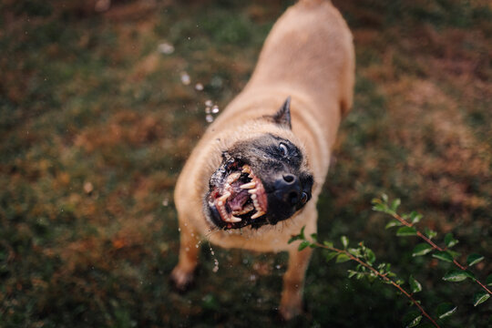 Aggressive dog barking with snarl showing teeth