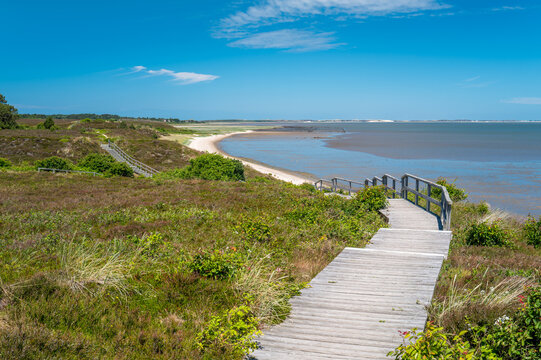 Sylt, Germany. The nature reserve "Braderuper Heide".