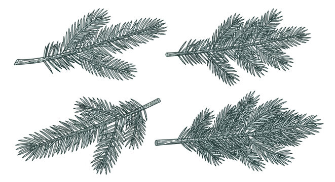 Pine tree branches, green foliage, vector spruce leaves, Christmas tree limbs