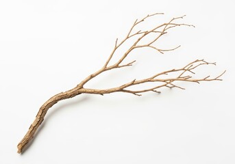 Fototapeta premium Dry Tree Branch Isolated on White Background, Natural Wooden Twig for Design Elements and Nature Concepts