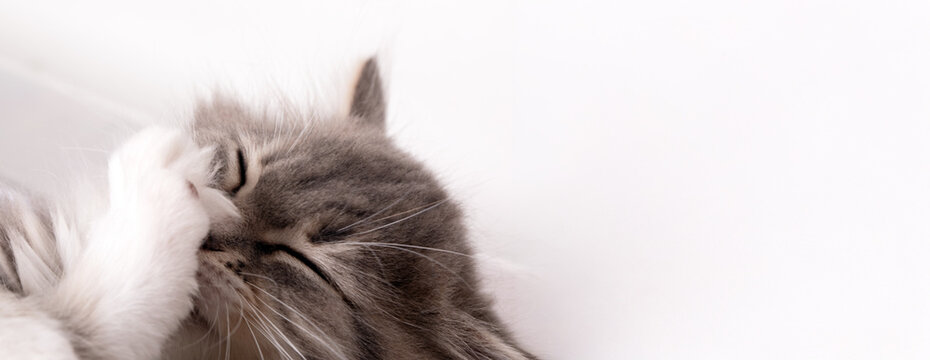 Adorable fluffy cat grooming its face on a white background, capturing a moment of playful innocence and comfort in bright, soft lighting.