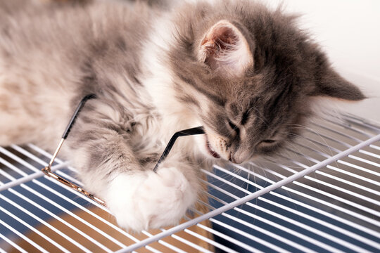 Fluffy grey kitten playfully chewing eyeglasses on a white metal surface. Bright, soft lighting creates a cozy, inviting scene.