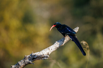 Green wood hoopoe standing on a log isolated in natural background in Greater Kruger National park, South Africa   Specie  Phoeniculus purpureus family of Phoeniculidae © PACO COMO