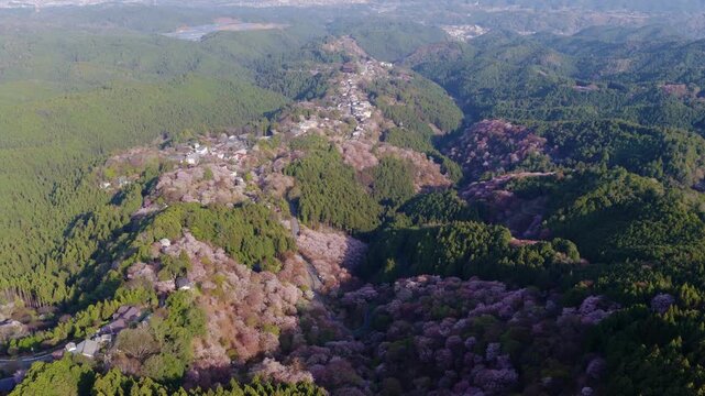 Flying backwards over sakura cherry trees on green mountaintop in Nara, Japan