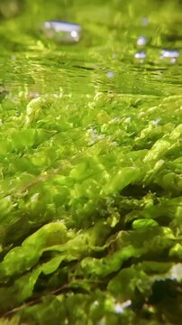 Vertical footage, Green algae, Ulva intestinalis swaying in the water flow below the surface in the coastal area, reflecting in the water surface, close-up, slow motion, underwater view