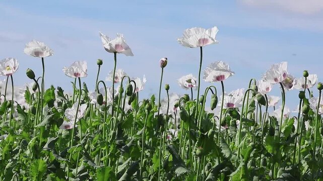 White opium poppy flowers swaying in summer breeze