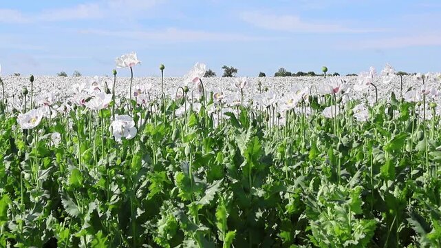 Wide white opium poppy field under blue summer sky