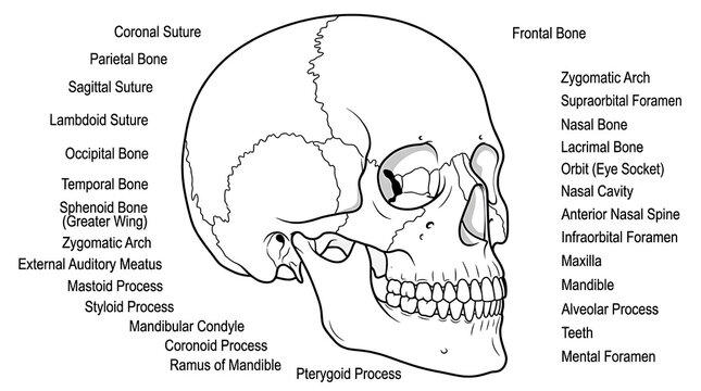 Detailed anatomical diagram of human skull bones.