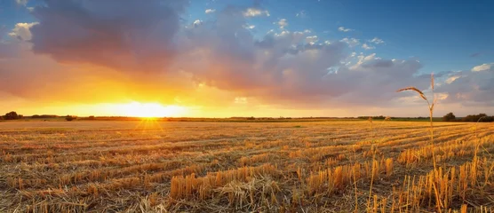 Harvest field at golden hour. Autumn stubble landscape under dramatic cloudy sunset sky. Rural farm scenery for banner background, thanksgiving holiday atmosphere and seasonal nature concept. © Anzhelika
