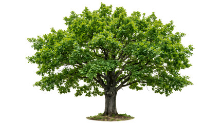 Obraz premium Mature green deciduous tree standing isolated against a white background