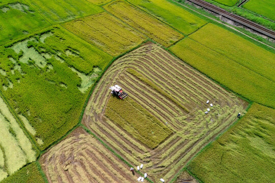 A combine harvester cuts ripe golden rice in several fields. Farmers gather crops into white sacks on the ground during the daytime harvest