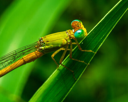 Extreme macro front-side profile of an unidentified damselfly with cyan compound eyes and a lime-green thorax resting on a thin grass blade in a Sri Lankan tropical wetland.