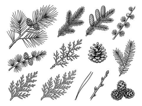 Hand drawn ink sketch of coniferous tree branch and pine cone collection, botanical twig isolated on white background