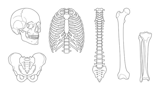 Set of dotted line anatomical human skeleton parts including skull, pelvis, spine, and femur bone fragments, isolated on white