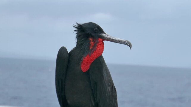 Male frigatebird shaking head and wobbling deflated red courtship throat sac