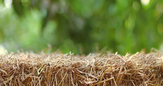 Straw stack, Hay bale in nature soft green bokeh background and sunlight, for natural product display copy space, agriculture, organic themes and natural backdrop