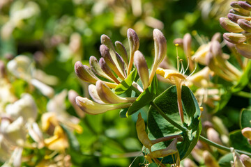 Fototapeta premium Honeysuckle Lonicera Flowers on Green Bush in Sunny Garden Fragrant Spring Floral Background.