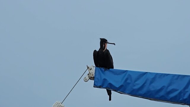 Male frigatebird of Galapagos islands on ship crane bobbing up and down