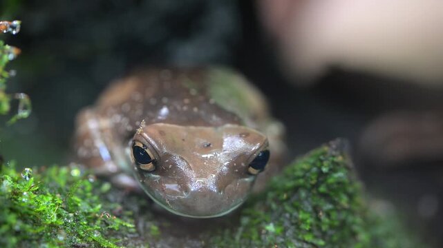 Portrait of an Amazonian milk frog..