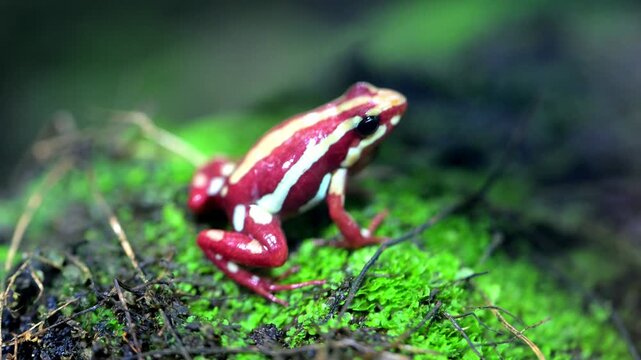 Anthony's Poison Dart Frog.