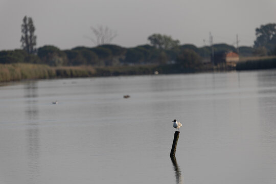Solitary bord on the river