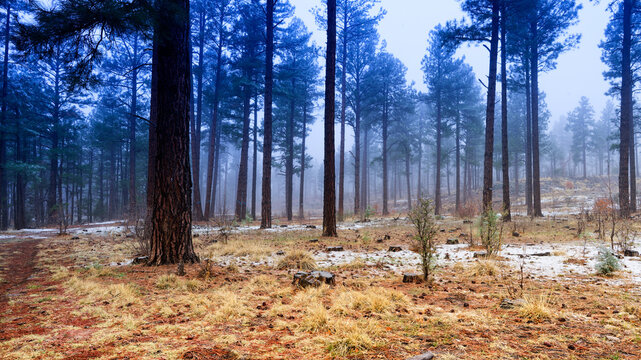 Spring Late Snow Storm Eerie Forest