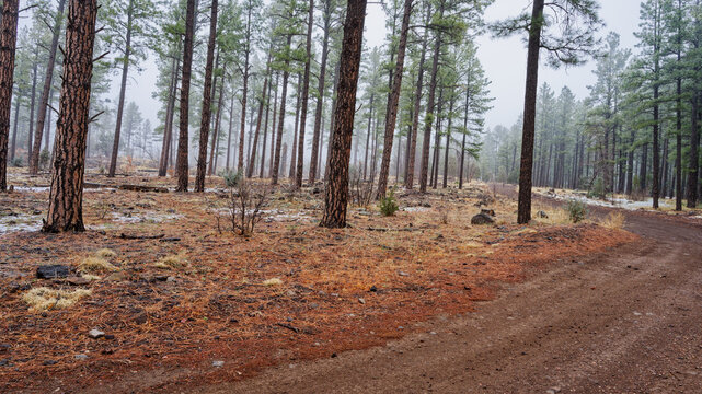Spring Late Snow Storm Eerie Forest