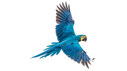 Vibrant blue and yellow macaw parrot flying with open wings isolated on transparent background © Arina